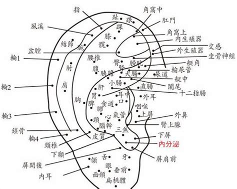 耳內有痣|面相：耳朵有痣算命圖解，全位置對照，看看你是哪一。